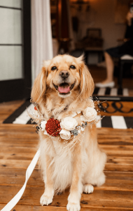 Wags Down The Aisle - PNW Weddings - Pet Service - Seattle Washington - Floral Crown Medium Happy Dog-min