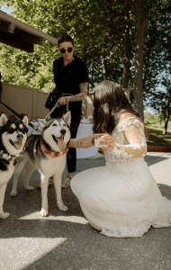 Wags Down The Aisle - PNW Weddings - Pet Service - Seattle Washington - Husky Cocktail Lace Dress Pets-min
