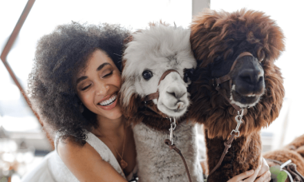 Classy Camelids: Want a unique wedding idea? How about some party animals?