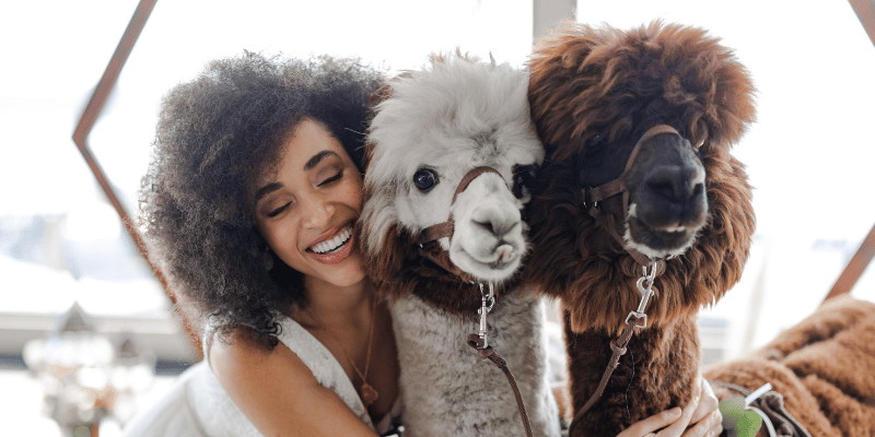 Classy Camelids: Want a unique wedding idea? How about some party animals?