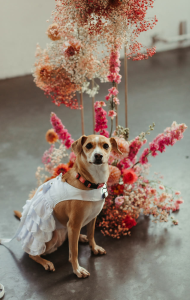 Wags & Garland - PNW Weddings - Pet Service - Oregon Washington - Small Dog Outfit Red Collar Red Flowers