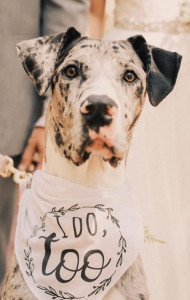 Wags & Garland - PNW Weddings - Pet Service - Oregon Washington - White Black Dog I Do Floppy Ears-min